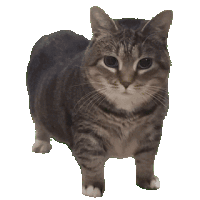 Spinning Cat